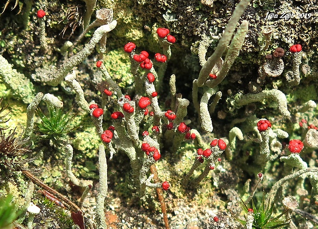 dutohlávka červenoplodá Cladonia macilenta Hoffm.