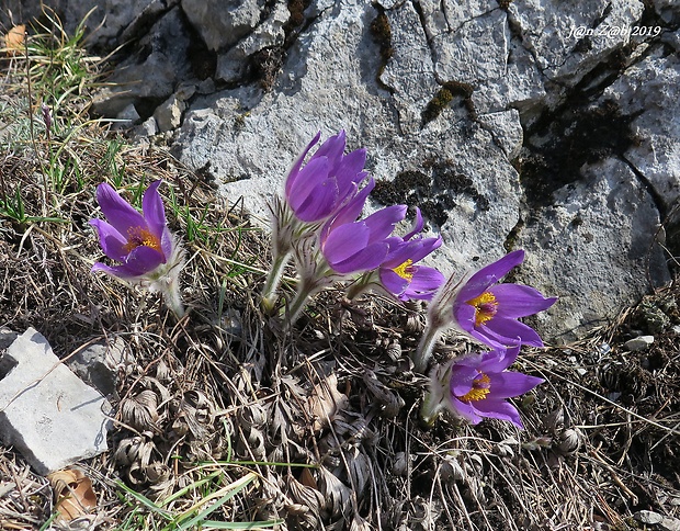 poniklec slovenský Pulsatilla slavica Reuss