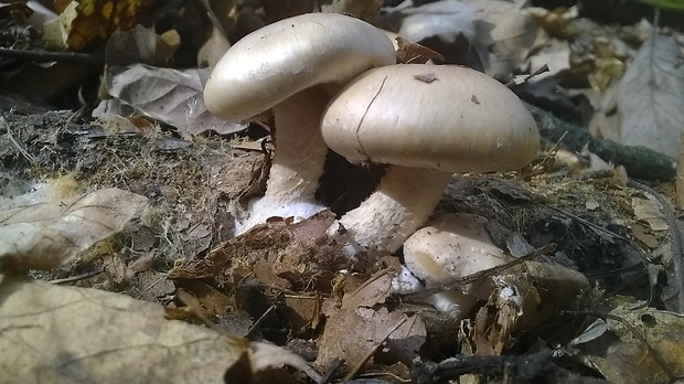 neidentifikovaná huba