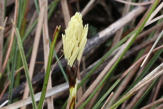 ostrica nízka Carex humilis Leyss.