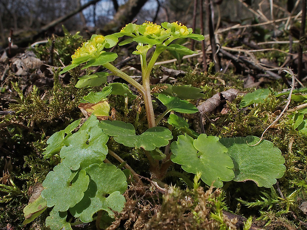 slezinovka striedavolistá Chrysosplenium alternifolium L.