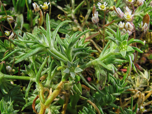 sklerant ročný Scleranthus annuus L.