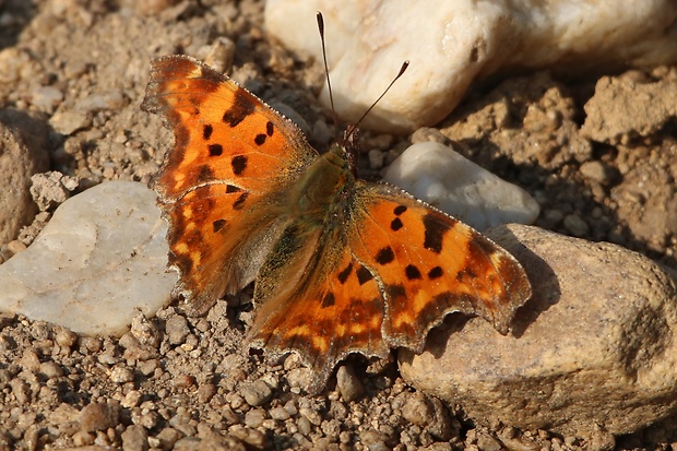 babôčka zubatokrídla Polygonia c-album