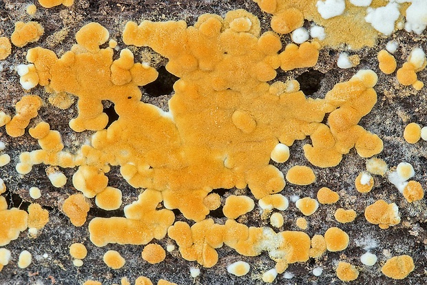 sieťovník Botryobasidium aureum Parmasto
