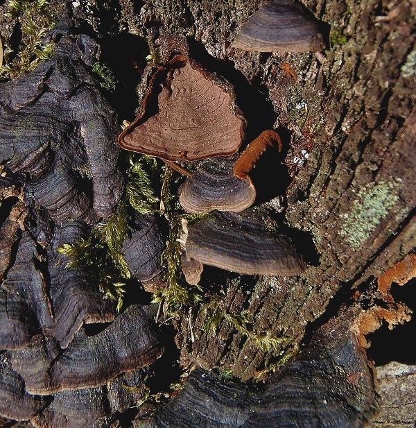 kožnačka hrdzavohnedá   /   kožovka rezatá Hymenochaete rubiginosa (Dicks.) Lév.