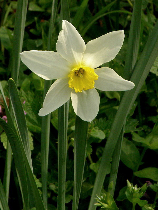 narcis Narcissus sp.