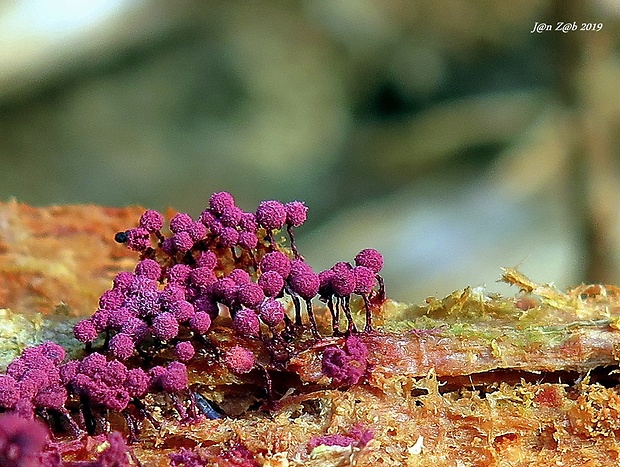 slizovka Cribraria purpurea var. purpurea Schrad.