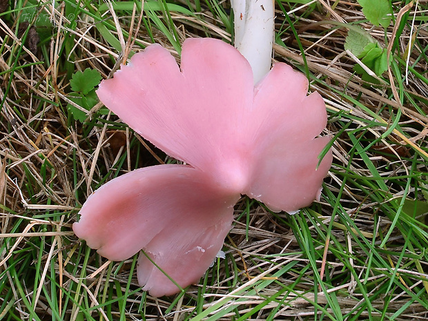 lúčnica ružovočervená Porpolomopsis calyptriformis (Berk.) Bresinsky