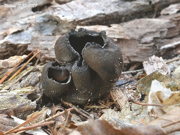 urnička kráterovitá Urnula craterium (Schwein.) Fr.