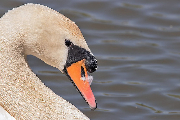 labuť hrbozobá  Cygnus olor