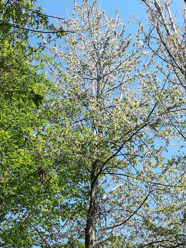 čerešňa vtáčia Cerasus avium (L.) Moench
