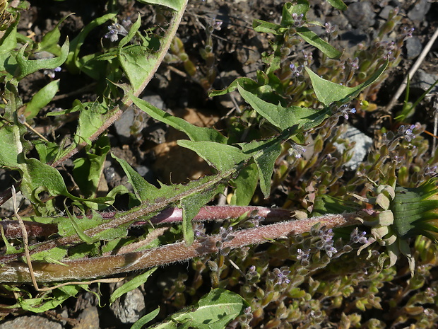 púpava Taraxacum macranthoides Hagl