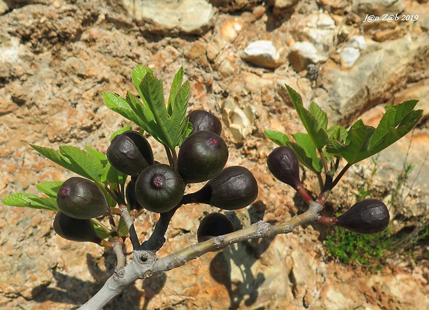 figovník obyčajný Ficus carica L.