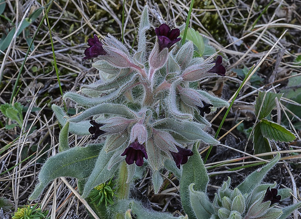 ostreň počerný Nonea pulla (L.) DC.