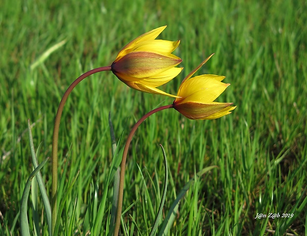 tulipán lesný Tulipa sylvestris L.