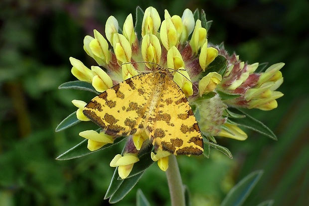 listnatka hluchavková (sk) / zejkovec hluchavkový (cz) Pseudopanthera macularia Linnaeus, 1758