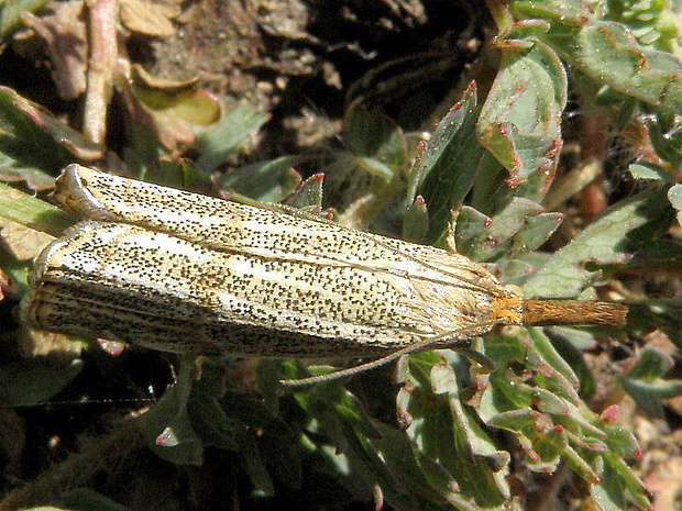 trávovec jarný Thisanotia chrysonuchella