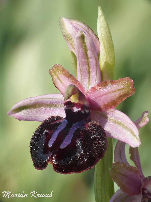 hmyzovník pavúkovitý sipontský Ophrys sphegodes subsp. sipontensis (R.Lorenz & Gembardt) H.A.Pedersen & Faurh.