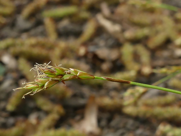 ostrica prstnatá Carex digitata L.