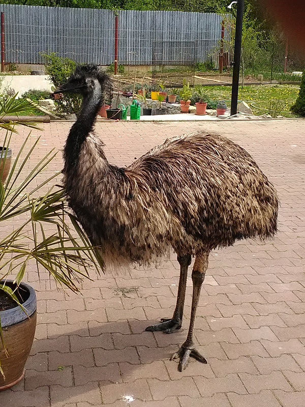 emu hnedý Dromaius novaehollandiae