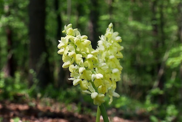 vstavač bledý Orchis pallens L.