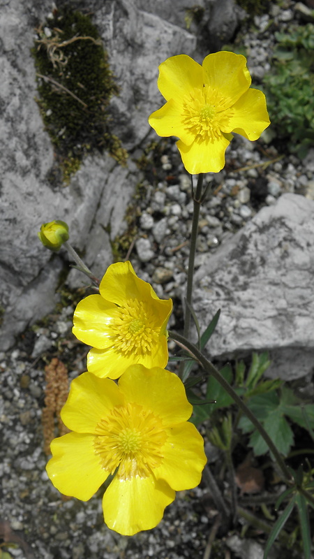 iskierník veľhorský Ranunculus breyninus Crantz