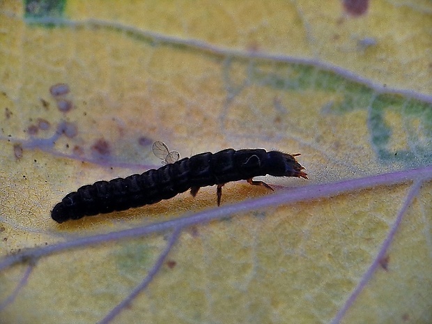 snehulčík sivočierny, larva Cantharis fusca