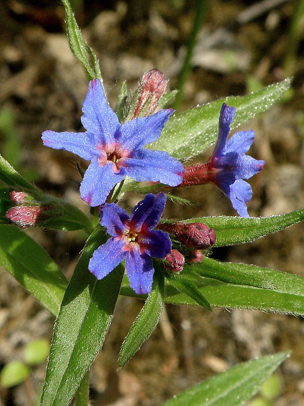 kamienka modropurpurová Lithospermum purpurocaeruleum L.