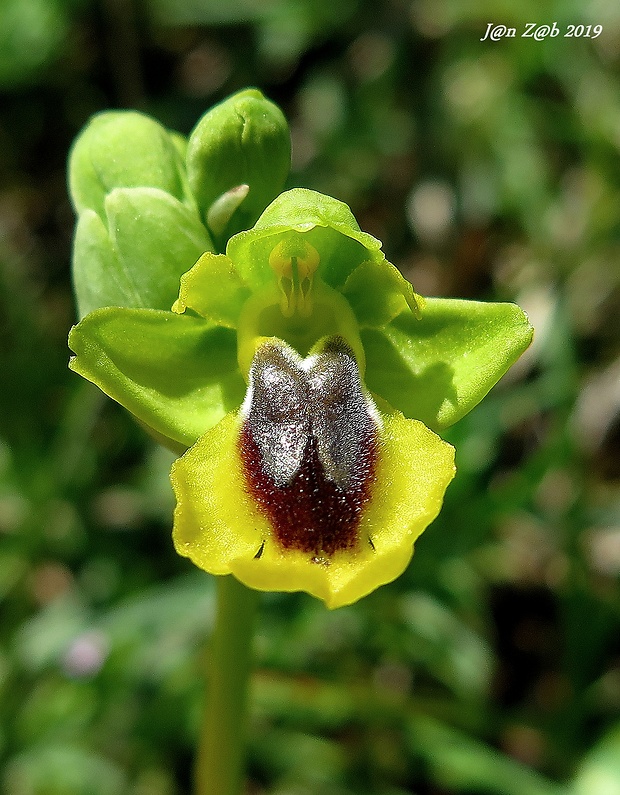 hmyzovník Ophrys lutea Cav.
