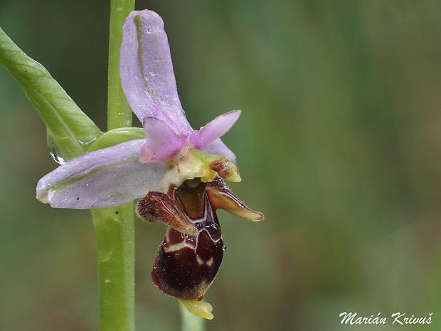 hmyzovník Ophrys scolopax subsp. cornuta (Steven) E. G. Camus