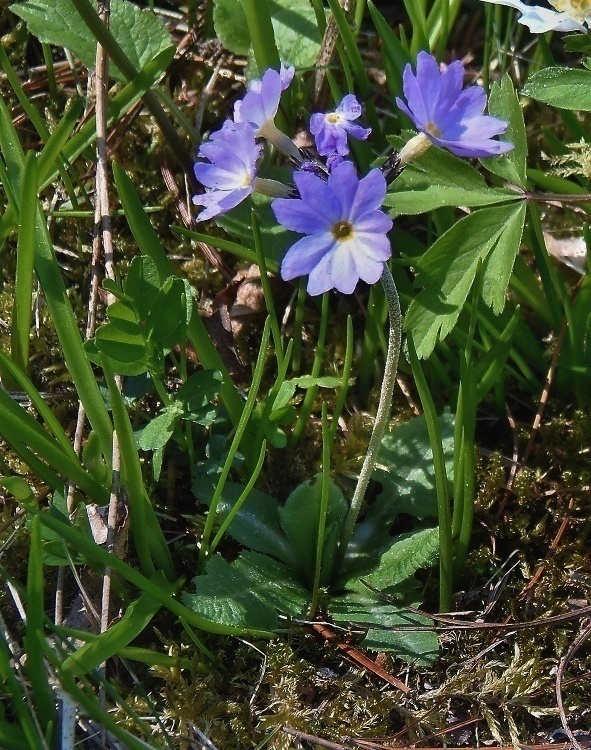 prvosienka pomúčená Primula farinosa L.