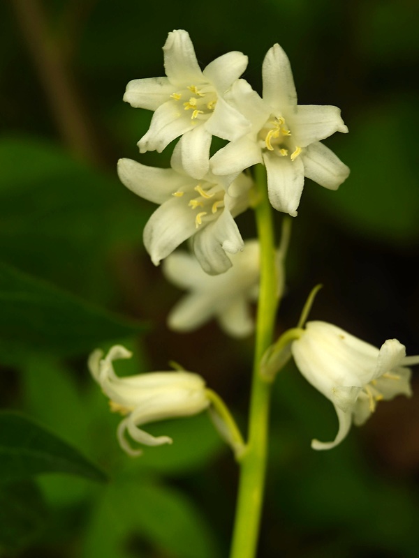 hyacintovec Hyacinthoides non scripta