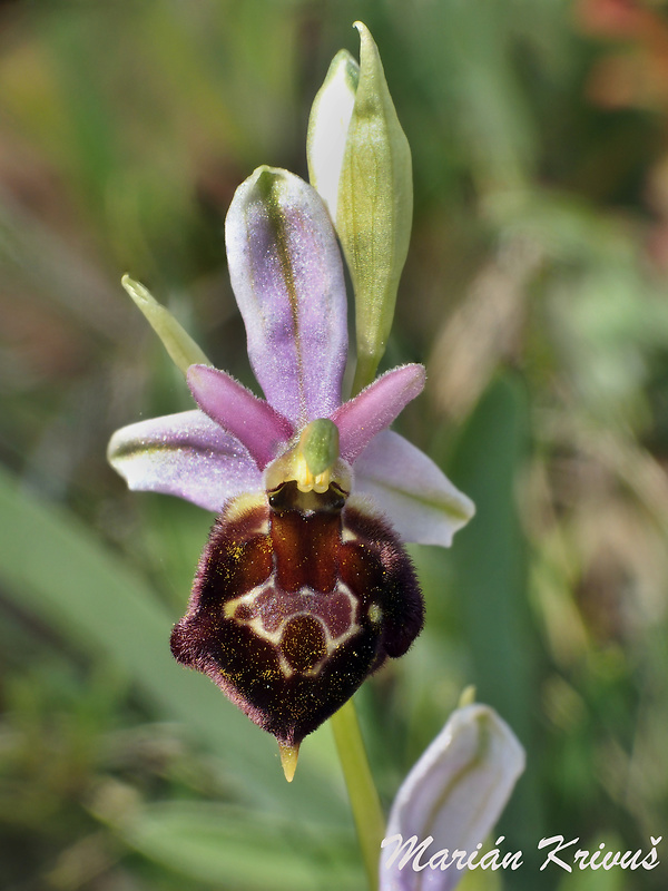 hmyzovník Ophrys argolica subsp. biscutella (O. Danesch &amp; E. Danesch) Kreutz