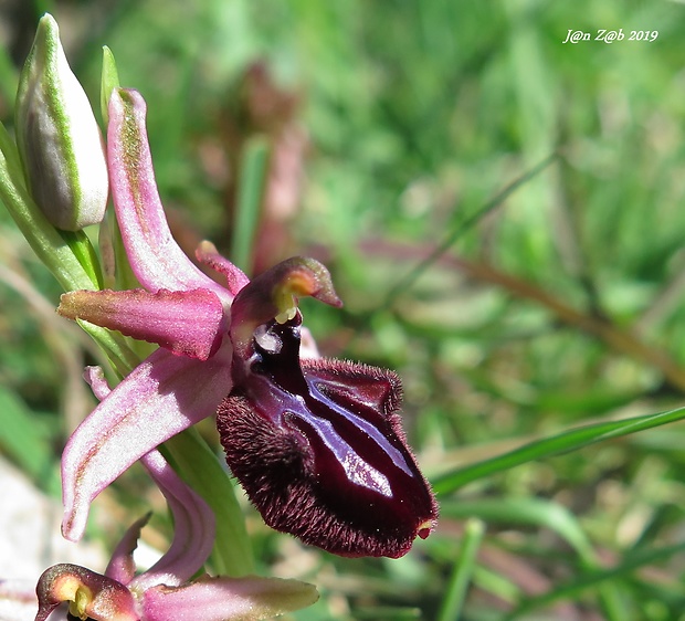 hmyzovník Ophrys incubacea