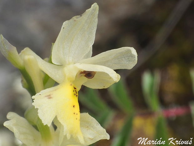vstavač Orchis pauciflora Ten.