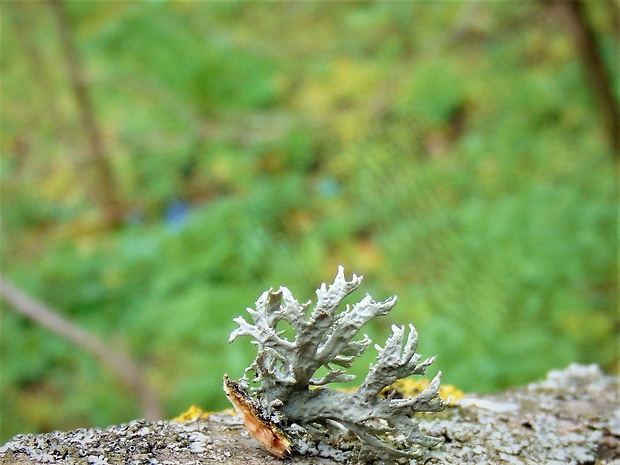 konárnik slivkový Evernia prunastri (L.) Ach.