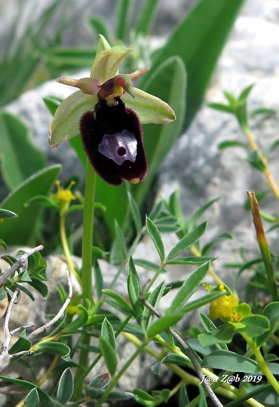 hmyzovník bertoloniho Ophrys bertolonii Moretti