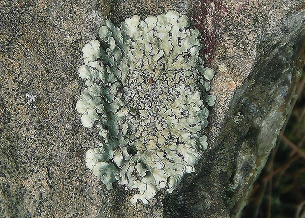 diskovka kučeravá   /   terčovka svraštělá Flavoparmelia caperata (L.) Hale