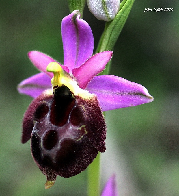 hmyzovník Ophrys argolica subsp. biscutella (O. Danesch &amp; E. Danesch) Kreutz