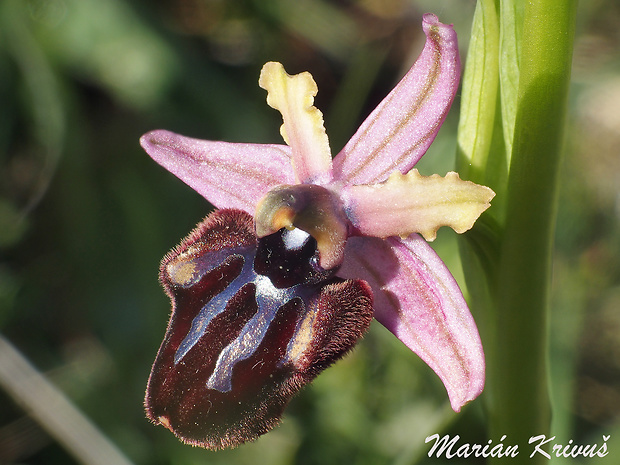 hmyzovník Ophrys sphegodes subsp. atrata (Rchb. f.) E. Mayer