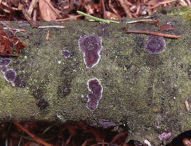 peniofóra lipová   /   kornatka lipová Peniophora rufomarginata (Pers.) Bourdot & Galzin