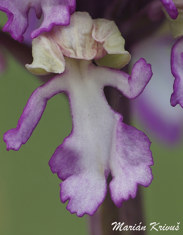 vstavač Orchis x hybrida  Boenn.