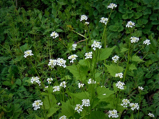 cesnačka lekárska Alliaria petiolata (M. Bieb.) Cavara et Grande