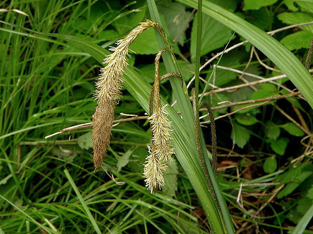 ostrica previsnutá Carex pendula Huds.