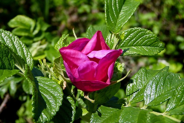 ruža vráskavá Rosa rugosa Thunb.