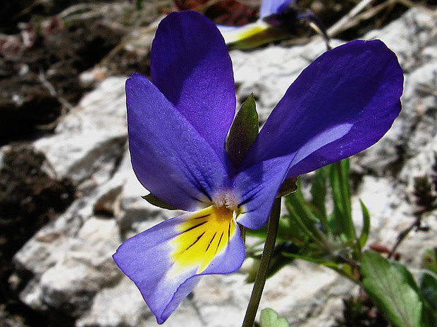 fialka sutinová Viola saxatilis F. W. Schmidt