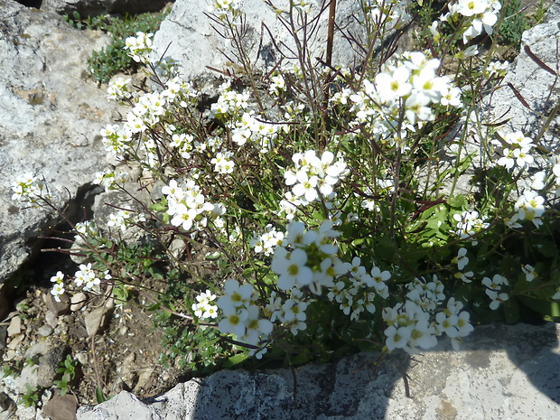 arábka alpínska Arabis alpina L.