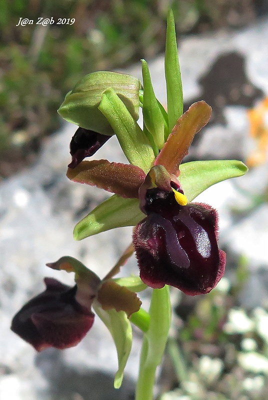 hmyzovník Ophrys sphegodes subsp. atrata (Rchb. f.) E. Mayer
