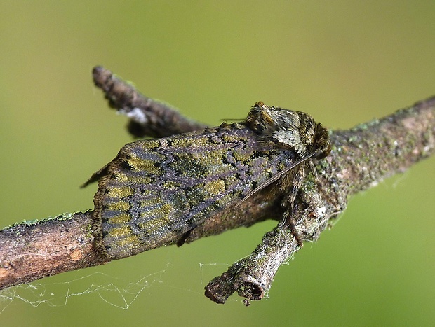 mramorovka vtáčizobová Craniophora ligustri