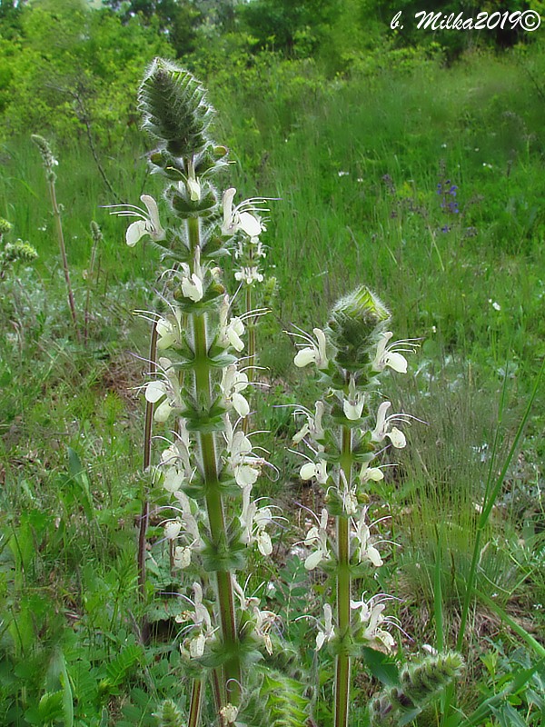 šalvia rakúska Salvia austriaca Jacq.
